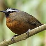Nilgiri Laughingthrush / Montecincla cachinnans