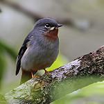 Красногорлый кларино / Myadestes genibarbis