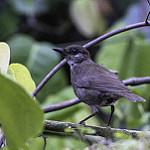 Comoro Thrush / Turdus bewsheri