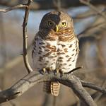 African Barred Owlet / Glaucidium capense