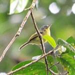 Spectacled Bristle Tyrant / Pogonotriccus orbitalis
