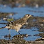 Очковый конёк / Anthus gutturalis