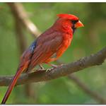 Кардиналовые / Cardinalidae фото