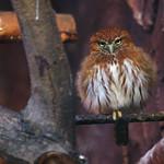 Guatemalan Pygmy Owl / Glaucidium cobanense