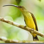 Long-billed Spiderhunter / Arachnothera robusta