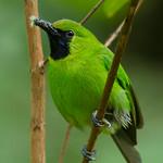 Greater Green Leafbird / Chloropsis sonnerati