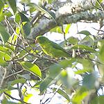 Желтогорлый лорикулюс / Loriculus pusillus