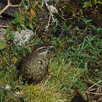 Royal Cinclodes / Cinclodes aricomae