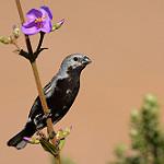 Black-bellied Seedeater / Sporophila melanogaster