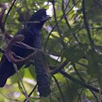 Long-wattled Umbrellabird / Cephalopterus penduliger