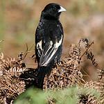 Горный ткачик / Euplectes psammacromius