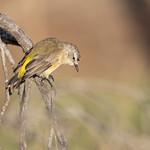 Yellow-rumped Thornbill / Acanthiza chrysorrhoa
