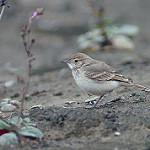 Coastal Miner / Geositta peruviana