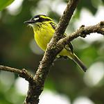 Yellow-browed Tody-Flycatcher / Todirostrum chrysocrotaphum