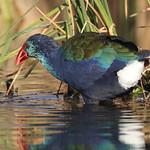 Африканская султанка / Porphyrio madagascariensis