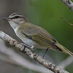 Черноусый виреон / Vireo altiloquus