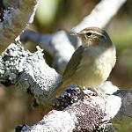 Yellow-streaked Warbler / Phylloscopus armandii