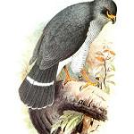 Plumbeous Forest Falcon / Micrastur plumbeus