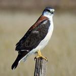 Variable Hawk / Geranoaetus polyosoma