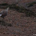Гималайский улар / Tetraogallus himalayensis