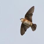 Chestnut-collared Swallow / Petrochelidon rufocollaris
