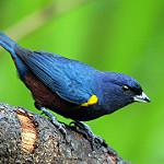 Каштановобрюхая эуфония / Euphonia pectoralis
