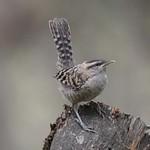 Fasciated Wren / Campylorhynchus fasciatus