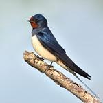 Деревенская ласточка (касатка) / Hirundo rustica