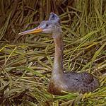 Магелланова поганка / Podiceps major
