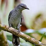 Lesser Cuckooshrike / Lalage fimbriata