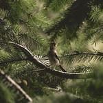 White-crested Elaenia / Elaenia albiceps