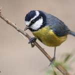 Африканская лазоревка / Cyanistes teneriffae