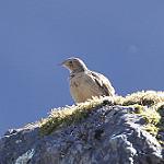 Конёк парамо / Anthus bogotensis