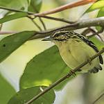 Moustached Antwren / Myrmotherula ignota