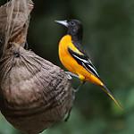 Цветной трупиал / Icterus icterus