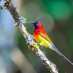 Mrs. Gould's Sunbird / Aethopyga gouldiae