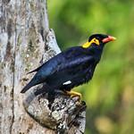 Common Hill Myna / Gracula religiosa