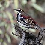 Chestnut Quail-thrush / Cinclosoma castanotum