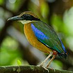Mangrove Pitta / Pitta megarhyncha