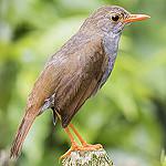Оранжевоклювый соловьиный дрозд / Catharus aurantiirostris