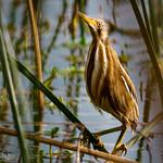 Stripe-backed Bittern / Botaurus involucris