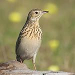 Короткоклювый конёк / Anthus furcatus