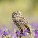 Сплюшка / Otus scops