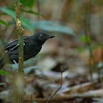Одноцветный эсперито / Thamnomanes caesius