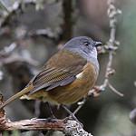 Olive Whistler / Pachycephala olivacea