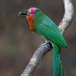 Red-bearded Bee-eater / Nyctyornis amictus