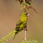 Папирусовый канареечник / Crithagra koliensis