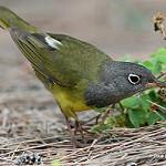 Connecticut Warbler / Oporornis agilis