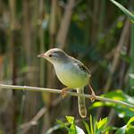 Сомалийская приния / Prinia somalica