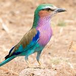 Лиловогрудая сизоворонка / Coracias caudatus